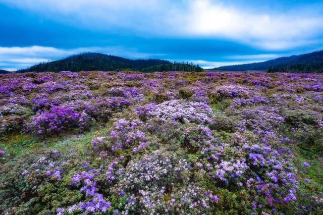 5-6月适合去的7个赏花胜地，漫山花海，满城花韵